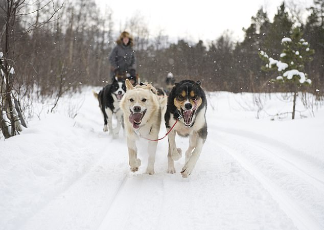 Cross-country skiing and husky sledding in Norway